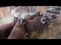 Sheep Shearing at Black Sheep Hill Farm