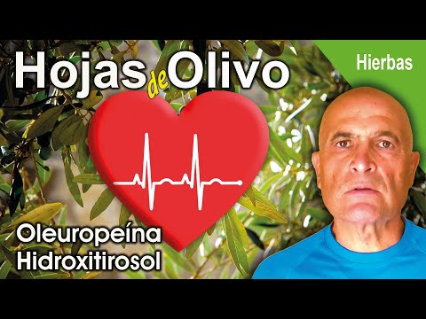 HOJAS OLIVO 🌿. Beneficios para la Salud 💜