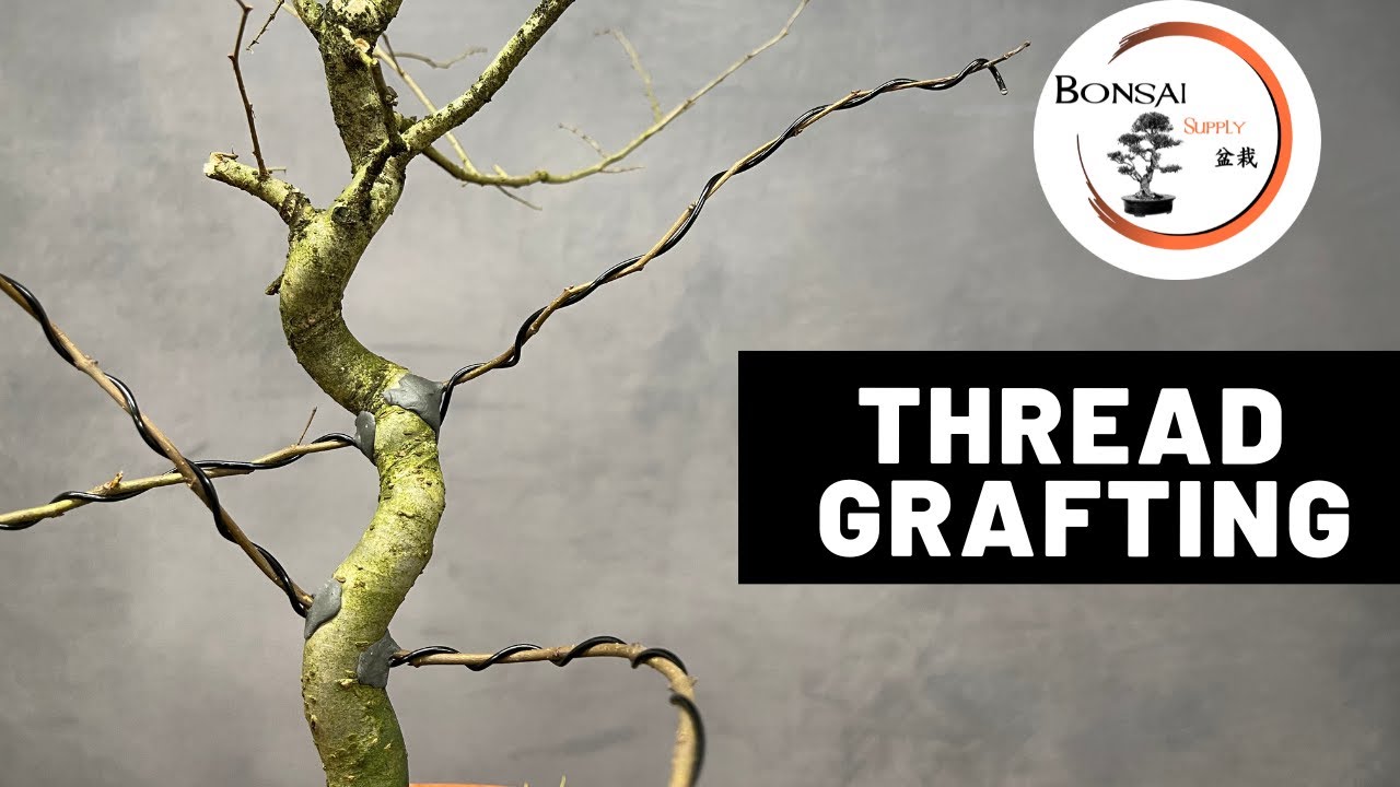 Thread Grafting Bonsai Technique The Bonsai Supply YouTube