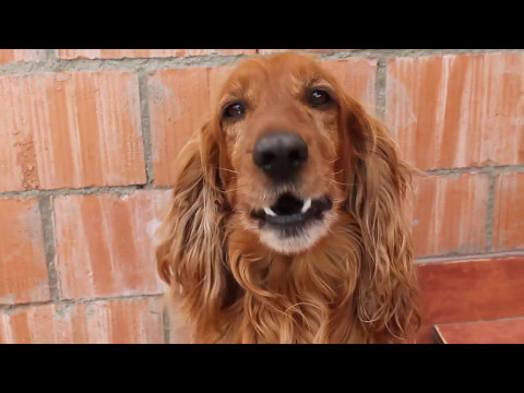 ავლაბარში ნაპოვნი კოკერ სპანიელი (ნაწილი მეორე)