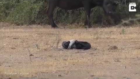 Ozzy Man Reviews : Honey Badger vs Python vs Jackal