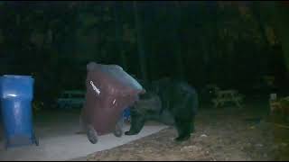 Giant Black Bear Digs Through Virginia Family's Trash For Dinner
