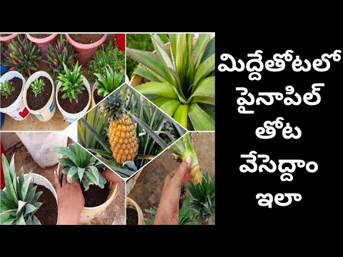 పైనాపిల్ పెంచెద్దాం ఇలా|How to Grow Pineapples at Home Fast n Easy|grow pineapples in container