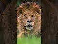 Lion Attitude Whatsapp Status