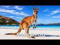 The ANIMALS Alphabet Song | Leaning ABC .