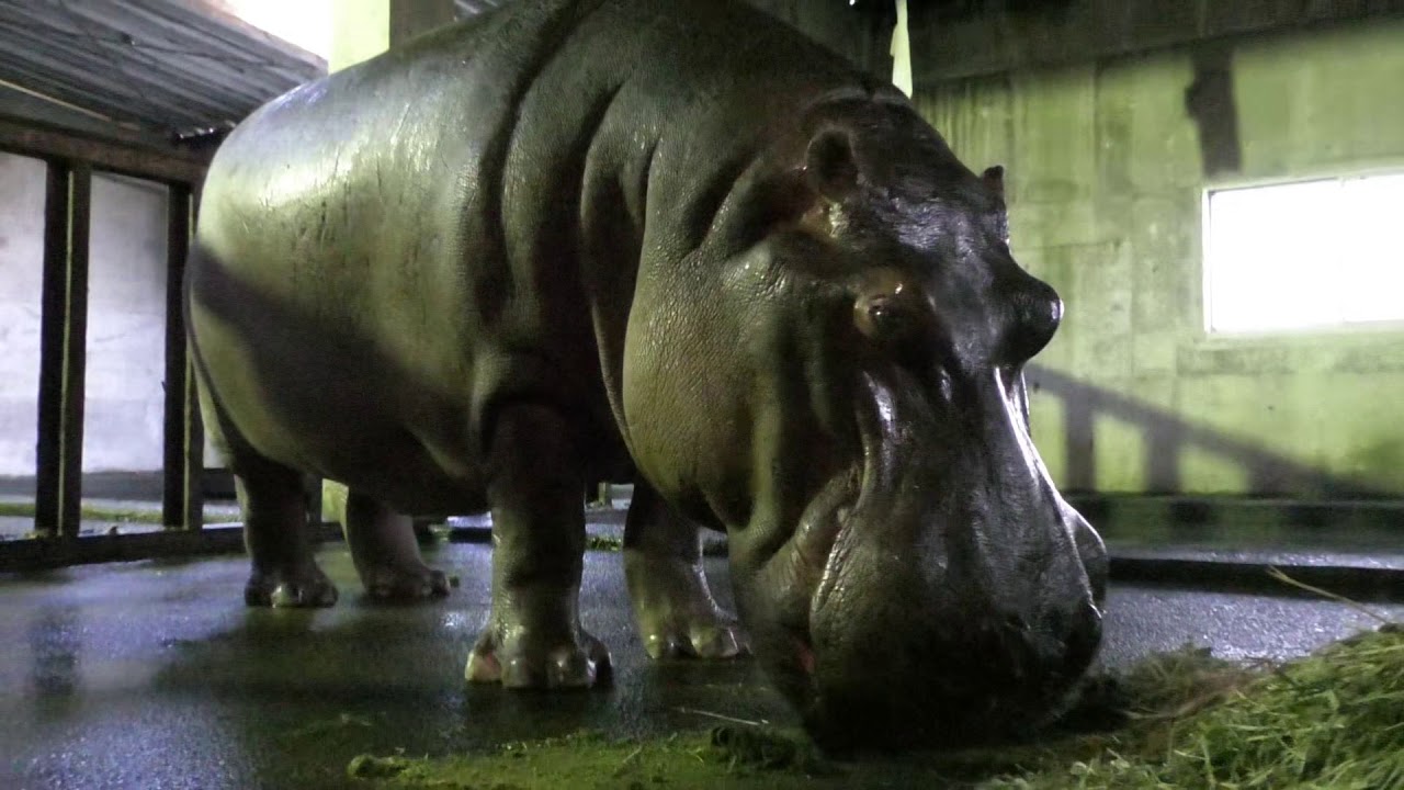 Time to eat カバのズー君 東武動物公園 YouTube Time to eat カバのズー君 東武動物公園 YouTube