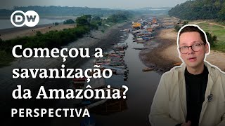 A maior floresta tropical do planeta começou a morrer: e agora?