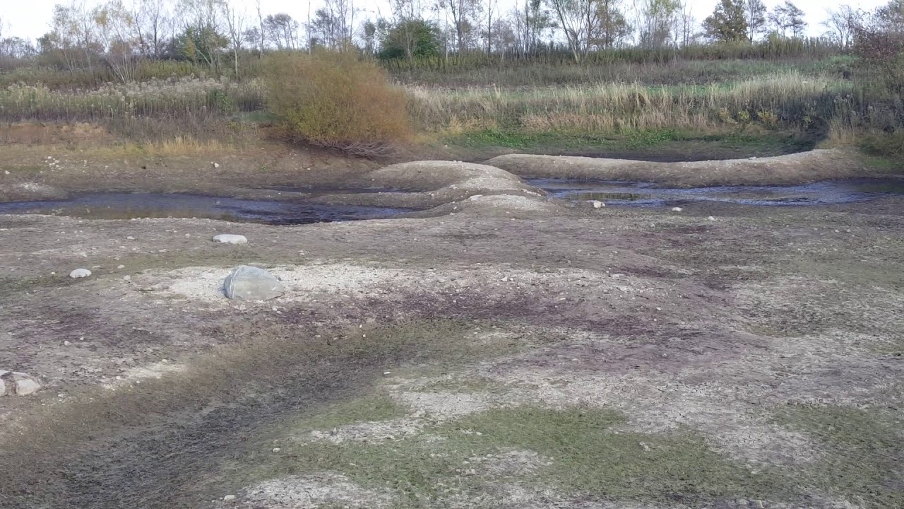 Muskrat damage to pond YouTube