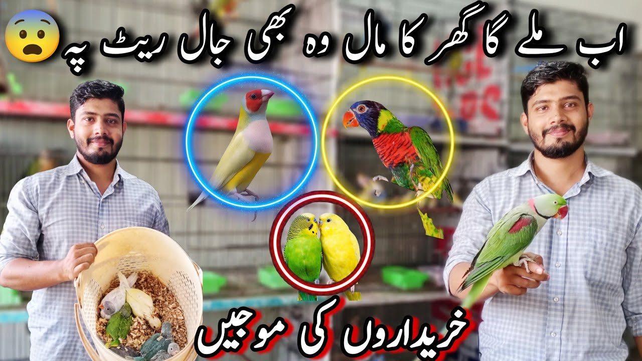 Visit Anus Bhai Birds Setup 🥰| Budgies Mutation, Gouldian Finches, Exotic Parrots And Chicks,Java😨