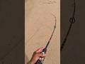 #pesca #lenguado #fishing #flounder #viralshort #goprohero12black