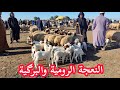 النعجة البرگية والرومية في سوق الاثنين عين عودة زعير مع الأثمنة وأرقام هواتف الكسابة فرجة ممتعة النعجة البرگية والرومية في سوق الاثنين عين عودة زعير مع الأثمنة وأرقام هواتف الكسابة فرجة ممتعة