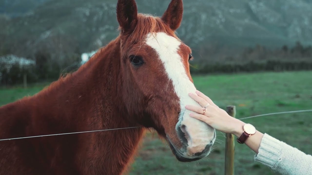 Free Animals Video Compilation | NO COPYRIGHT | Horse