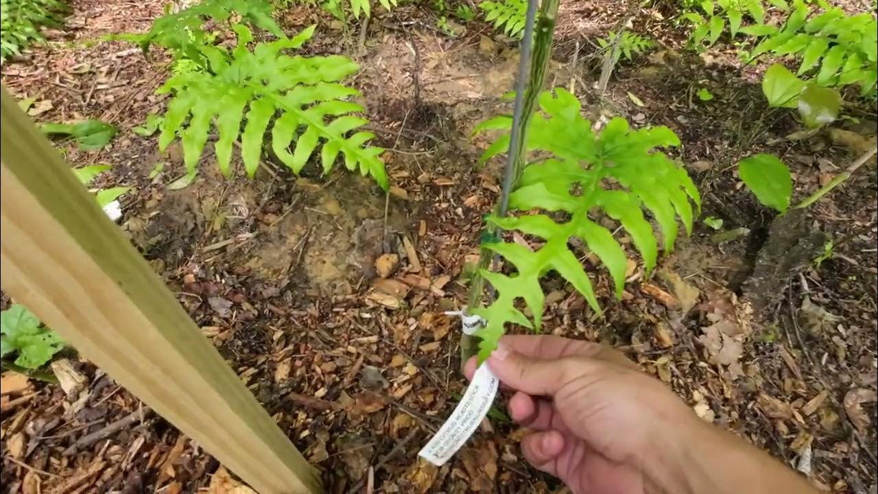 RARE Citrus Growing In North Carolina 🍊 Citrandarin X639 (c. reshni x