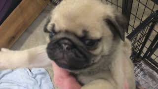 Pug puppies playing attack #pug #cutepuppies #dogs #puppies #puppy #pugspugspugs by Beverley Benbow 54 views 1 month ago 8 minutes, 48 seconds