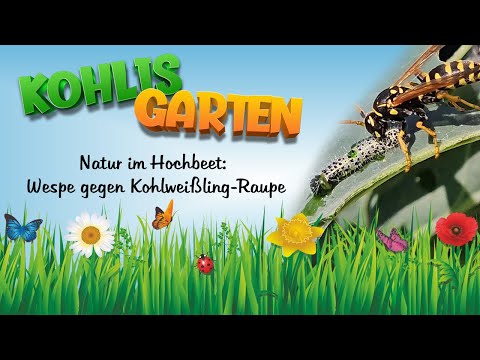 Natur im Hochbeet: Wespe gegen Kohlweißling-Raupe 🐛🦋