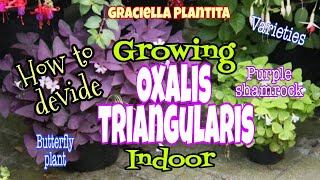 HOW TO DEVIDE BUTTERFLY PLANT¦  GROW OXALIS TRIANGULARIS INDOOR | GRACIELLA PLANTITA