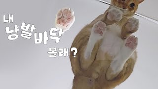SUB)집사 인생 최고의 소비! 쩰리 구경할 사람 다 모여라~ | 고양이 브이로그 | cat vlog