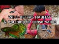 Attraper des bettas sauvages en thalande pour la conservation de la reproduction habitat naturel du betta smaragdina