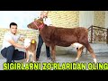 Hamzajon ukamizdan yangi partiya sigirlarni zo'rlaridan tanlang 20-may, 2026