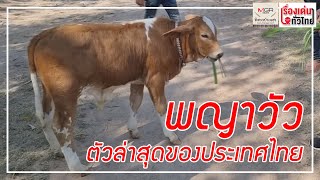 "พญาวัว" ตัวล่าสุดของประเทศไทย : เรื่องเด่นทั่วไทย