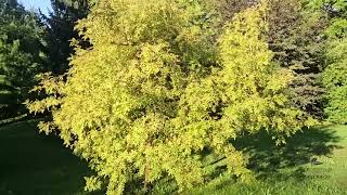 Fraxinus excelsior 'Jaspidea' jasan ztepilý