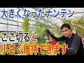 【ナンテン】正しい夏剪定を実践で解説します！【ガーデニング】【園芸】