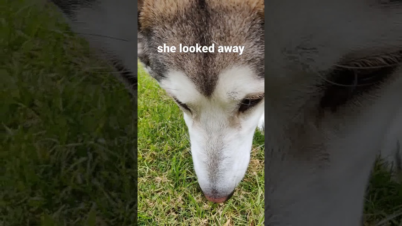 Cute dogs reaction when she found out owner filming her. 
