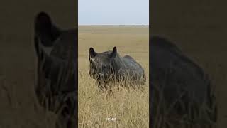 Black Rhinoceros in Maasai Mara Kenya.