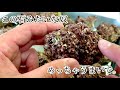 【昇天】石みたいになってしまった貝を使って炊き込みご飯作って食べたら気絶しかけた。笑