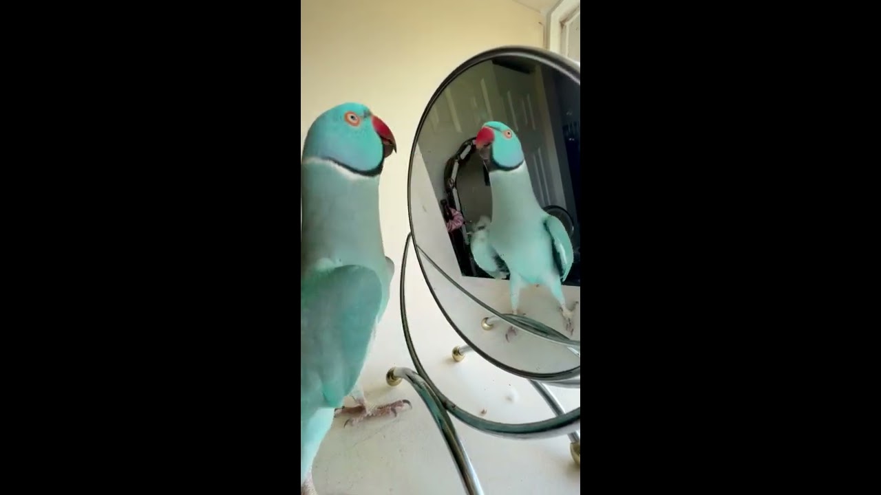 You Be A Good Baby Parrot Thebluechicken Talkingparrot Indianringneck Funnyanimals Cutepets