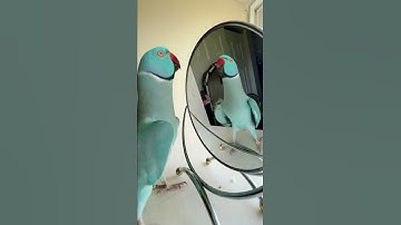 Thumbnail of You be a good baby #parrot #thebluechicken #talkingparrot #indianringneck #funnyanimals #cutepets
