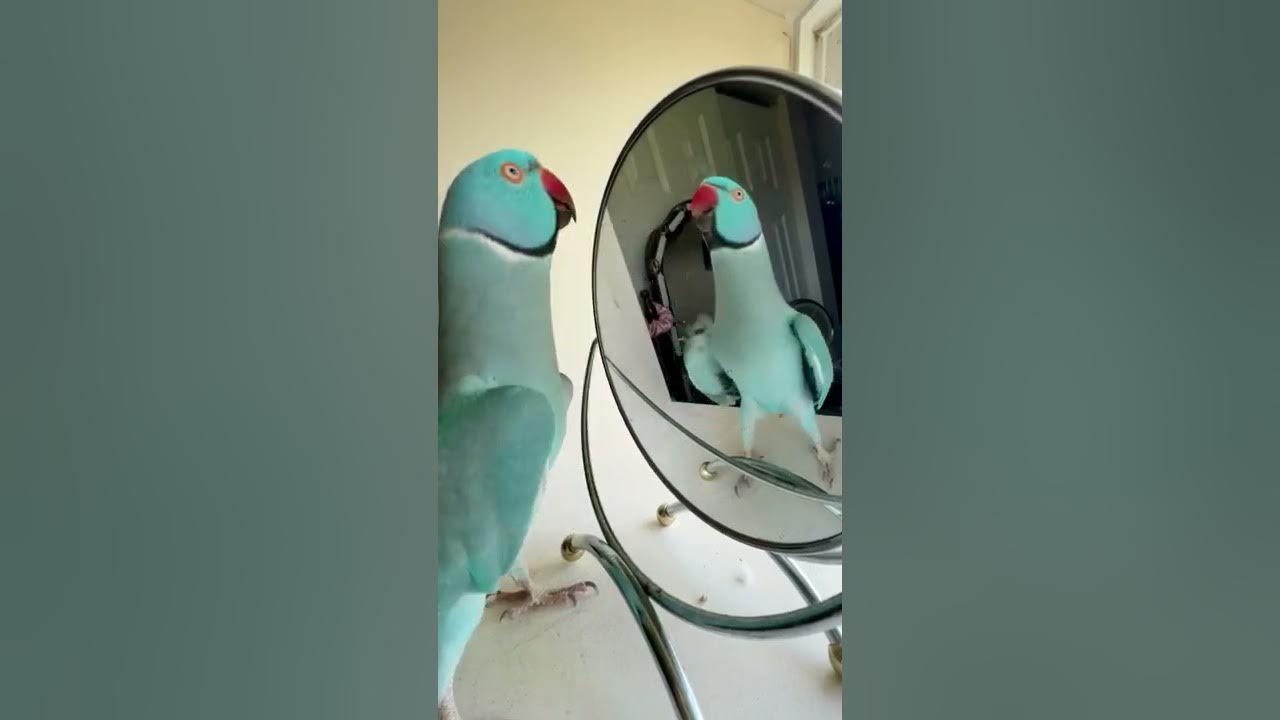 You be a good baby #parrot #thebluechicken #talkingparrot #indianringneck #funnyanimals #cutepets