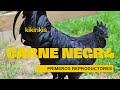 Proyecto KIKIKIRIS Carne N3gra y Primeros REPRODUCTORES