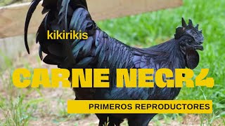 Proyecto KIKIKIRIS Carne N3gra y Primeros REPRODUCTORES