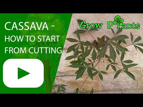 Cassava - How to start growing from cutting