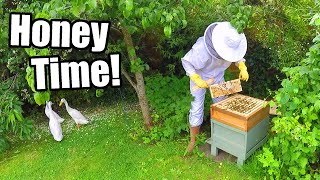 Beekeeping Update - Honey Harvest June 2022 Ctrl-Alt-Bees