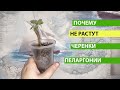 ПОЧЕМУ НЕ РАСТУТ приобретенные и укорененные ЧЕРЕНКИ ПЕЛАРГОНИИ? Как стимулировать рост черенков!