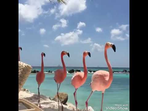 RedOne Ft Enrique Iglesias Aseel And Shaggy Don T You Need Somebody