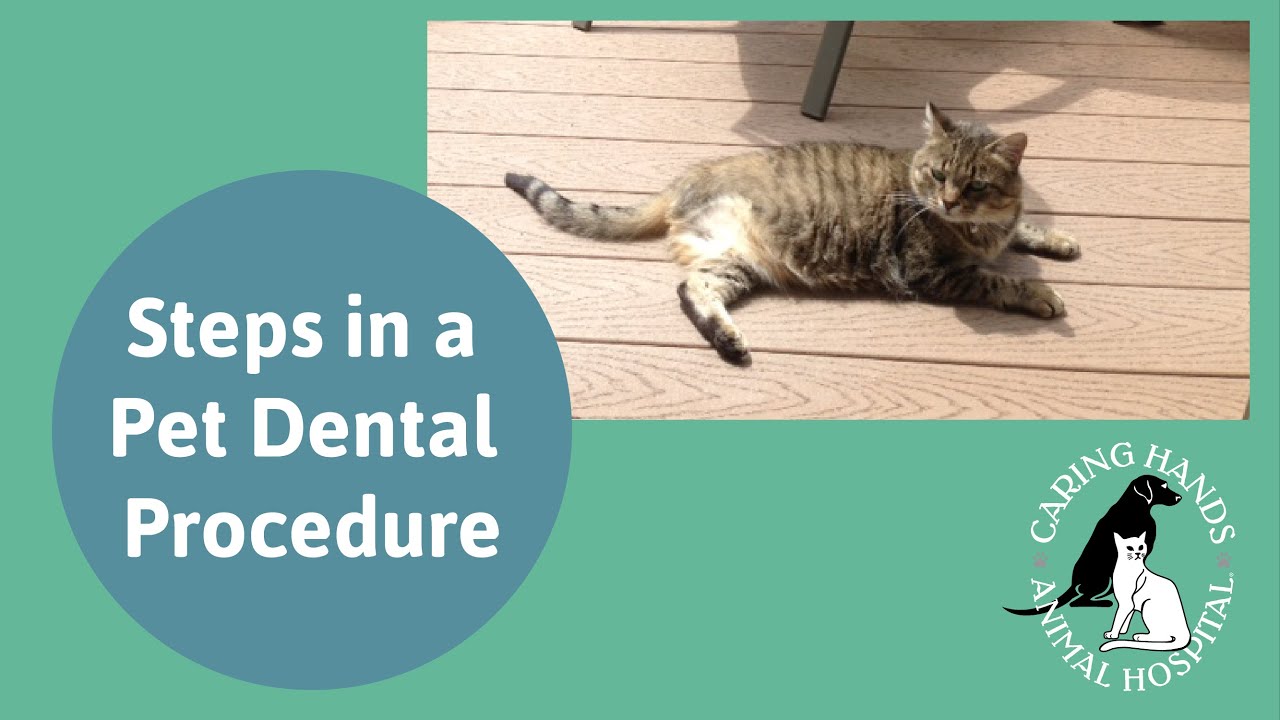 Steps In A Pet Dental Procedure Youtube