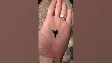 #sharktooth #cusp  #fossil #fossilhunting #postoakcreek #texas #creek #sifting #adventure #wow #cool
