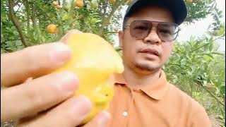 Wisata Petik Jeruk Malang #wisatakeluarga #kebunjeruk #kotawisata #malangjatim