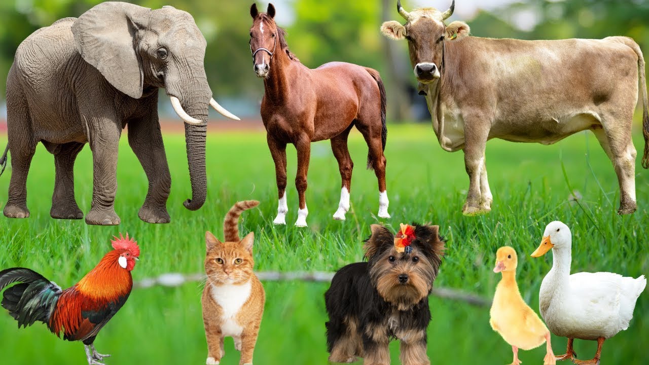 Collection of cute animal sounds: Cow, Cat, Chicken, Dog, Sheep, Cat, Horse - Cute Animal Moments