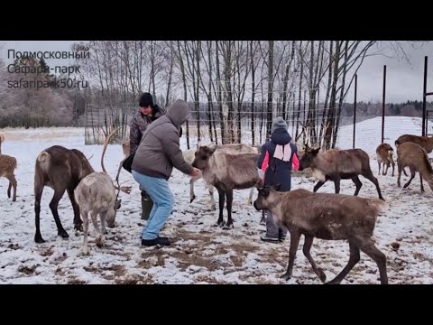 Ручные северные олени в Подмосковном Сафари-парке