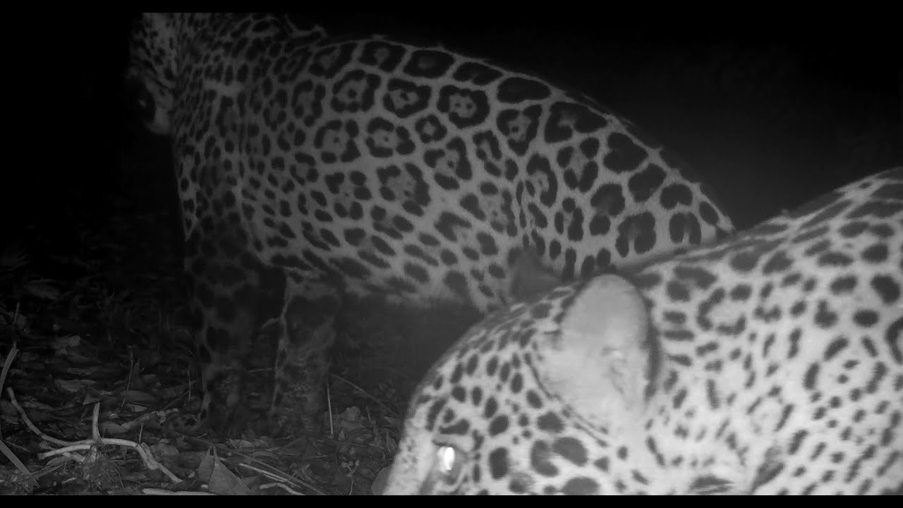 Camera Trap Videos - Jaguars on 1 Farm in 1 Month