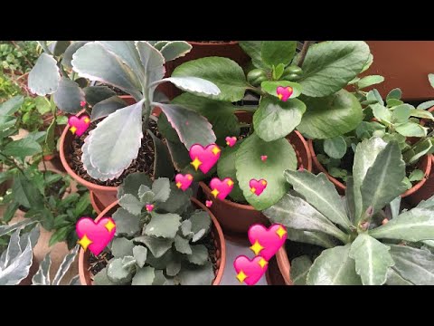 Vídeo: Com Floreix Kalanchoe