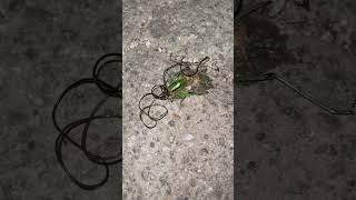 Hairworms -  eats the flea