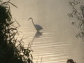 Wildlife Of Weirwood Reservoir - Sussex - 2014 - Sony HVR-V1E