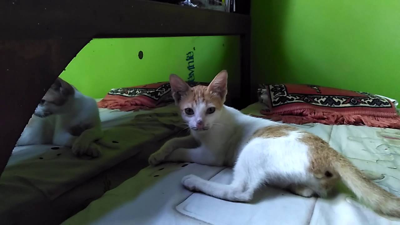  Kucing  lucu  YouTube