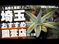 【埼玉園芸店巡り】アガベ、塊根、サボテン、多肉植物!埼玉県久喜市の名店「ノハラ園芸センター」に行ってきた!