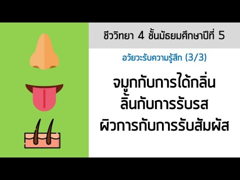 อวัยวะรับความรู้สึก: การได้กลิ่น ได้ยิน และรับสัมผัส